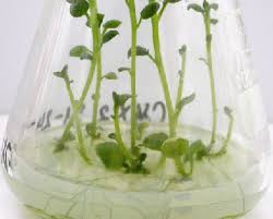 Patates Doku Kültürü